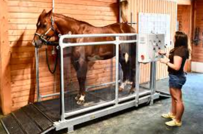 Horse Racing Injuries: Prevention, Treatment, and Recovery